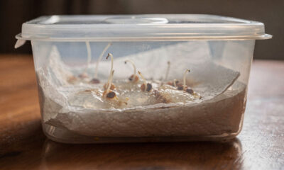 Como plantar caqui pela semente usando um jeito fácil e acessível