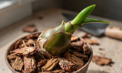 Como fazer mudas de orquídea de forma fácil e multiplicar suas plantas em casa