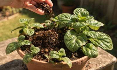 Quer plantas mais verdes e fortes? Esse ingrediente simples está surpreendendo quem começou a usar