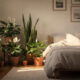 5 Plantas que ajudam a dormir melhor e são ideais para deixar o quarto mais calmo e agradável