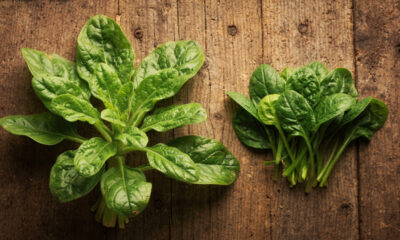 A planta rica em proteína que ficou conhecida como carne vegetal e está chamando atenção na alimentação natural