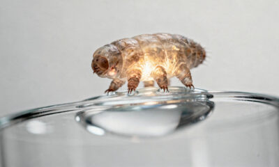 Adeus mito das baratas: esse animal microscópico é o mais resistente da Terra segundo estudo científico