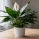 A planta que purifica o ar e cresce muito bem dentro de apartamentos mesmo com poucos cuidados