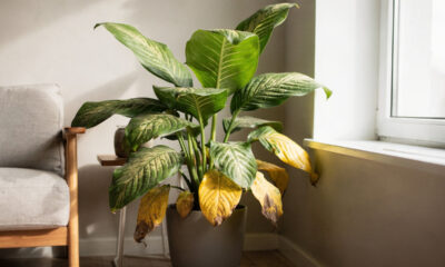 Por que a planta comigo-ninguém-pode fica amarela? As causas mais comuns e como salvar a planta