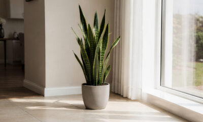 A planta resistente que precisa de pouca água e pode continuar saudável mesmo com regas espaçadas