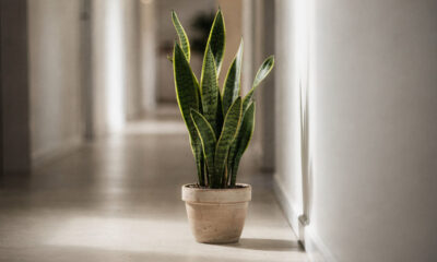 Adeus casas sem plantas: essas espécies crescem bem mesmo com pouca luz dentro de casa