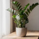 Como fazer zamioculca crescer mais? O truque simples que pode acelerar o crescimento da planta o ano todo