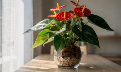 Como cultivar antúrios corretamente e fazer a planta florir o ano inteiro