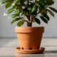 Como escolher o vaso ideal para ficus e evitar erros comuns que enfraquecem a planta em casa