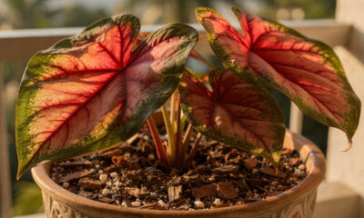 Como cuidar de caládios e conquistar folhas mais coloridas e vibrantes