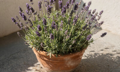 Como cultivar lavanda em casa com dicas simples que ajudam a planta crescer bonita e perfumada