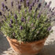 Como cultivar lavanda em casa com dicas simples que ajudam a planta crescer bonita e perfumada