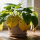 Folhas amarelas nas plantas? 8 causas comuns e o que fazer para recuperar sua planta
