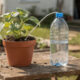 Uma garrafa PET e um barbante podem criar um sistema simples de irrigação