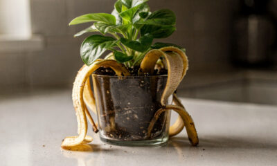 Coloque casca de banana picada no solo do vaso e entenda por que isso pode ajudar suas plantas