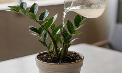 Adeus folhas opacas na zamioculca: esse truque japonês com água de arroz fortalece as raízes da planta