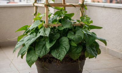 A folha comestível para plantar em vaso que cresce rápido e permite colher várias vezes