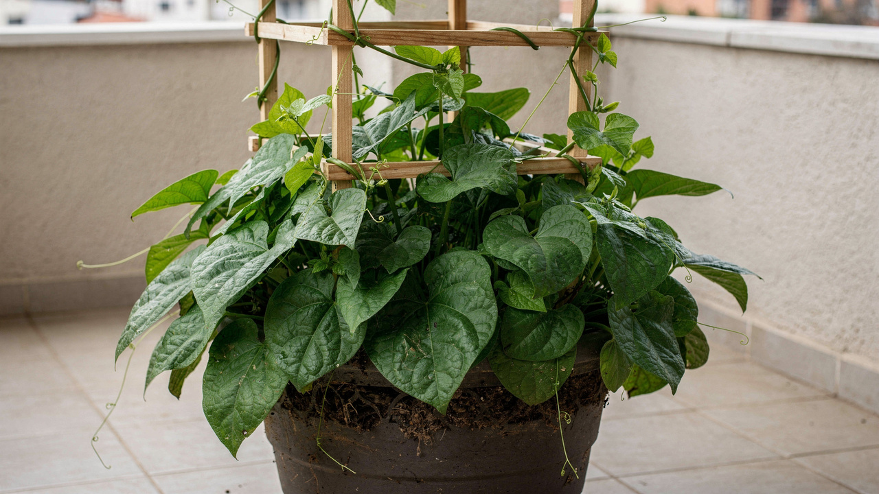 A folha comestível para plantar em vaso que cresce rápido e permite colher várias vezes