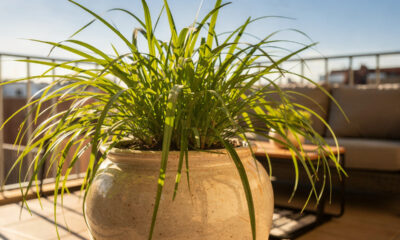 A planta que afasta mosquitos e ainda deixa o jardim perfumado está voltando a aparecer em muitos quintais