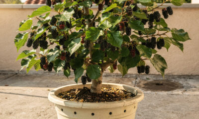 Como plantar amora no vaso e ter uma muda forte para colher frutos em casa