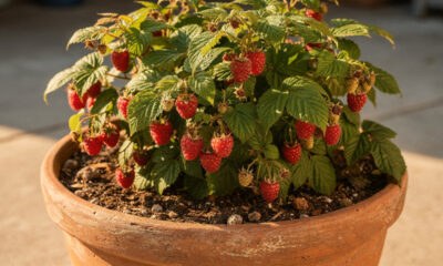 Como plantar framboesa e ter uma planta produtiva mesmo em pouco espaço