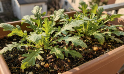 Como plantar rúcula passo a passo e aprender o momento certo de colher folhas frescas em casa