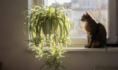 Essa planta pendente cresce bem perto de janelas e vira um “brinquedo natural” para gatos curiosos