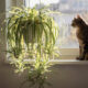 Essa planta pendente cresce bem perto de janelas e vira um “brinquedo natural” para gatos curiosos