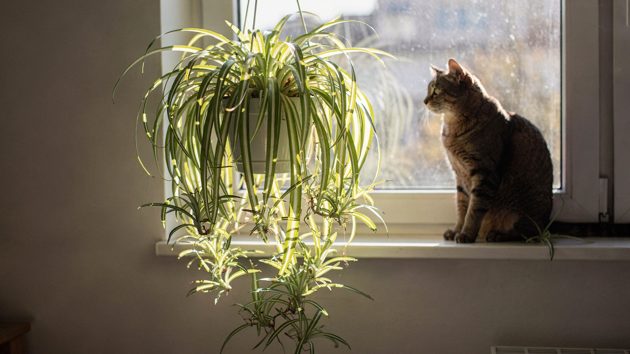 Essa planta pendente cresce bem perto de janelas e vira um “brinquedo natural” para gatos curiosos