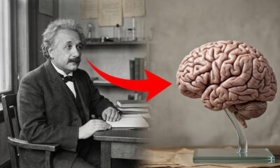 O segredo do cérebro de Einstein foi revelado pela ciência