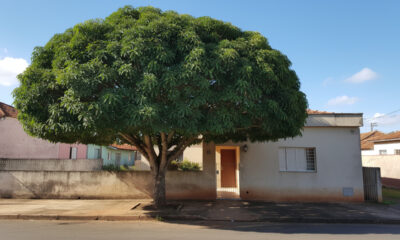2 árvores para plantar na frente de casa que crescem rápido e fazem sombra de verdade