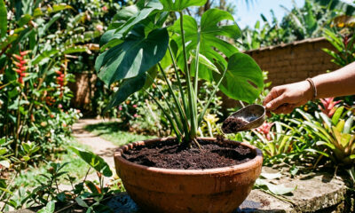 Borra de café e casca de alho nas plantas: para que serve e como usar no jardim