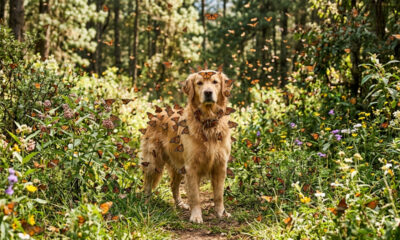 Durante caminhada algo mágico começou a acontecer com esse cachorro