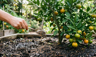 Use uma colher desse adubo e faça sua frutífera produzir muito mais do que o normal