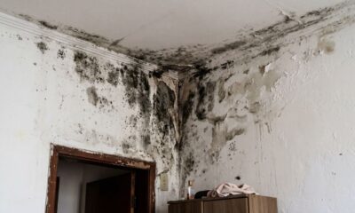 Parede mofada: quem arruma, proprietário ou inquilino?