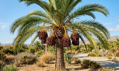 A fruta conhecida como "caramelo da natureza" é cultivada há milhares de anos, exige pouca água para crescer e é até 10 vezes mais doce que o açúcar