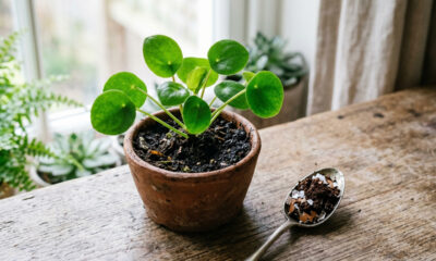 Esse adubo caseiro para plantas em vasos pequenos é ideal e melhora o crescimento