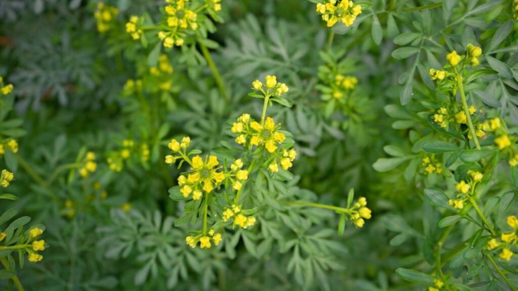 Essa planta que afasta escorpião pode ajudar a proteger seu quintal e deixar o ambiente mais seguro