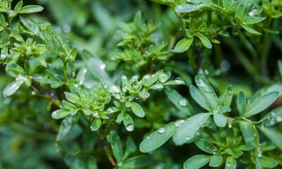 Essa planta que afasta escorpião pode ajudar a proteger seu quintal e deixar o ambiente mais seguro