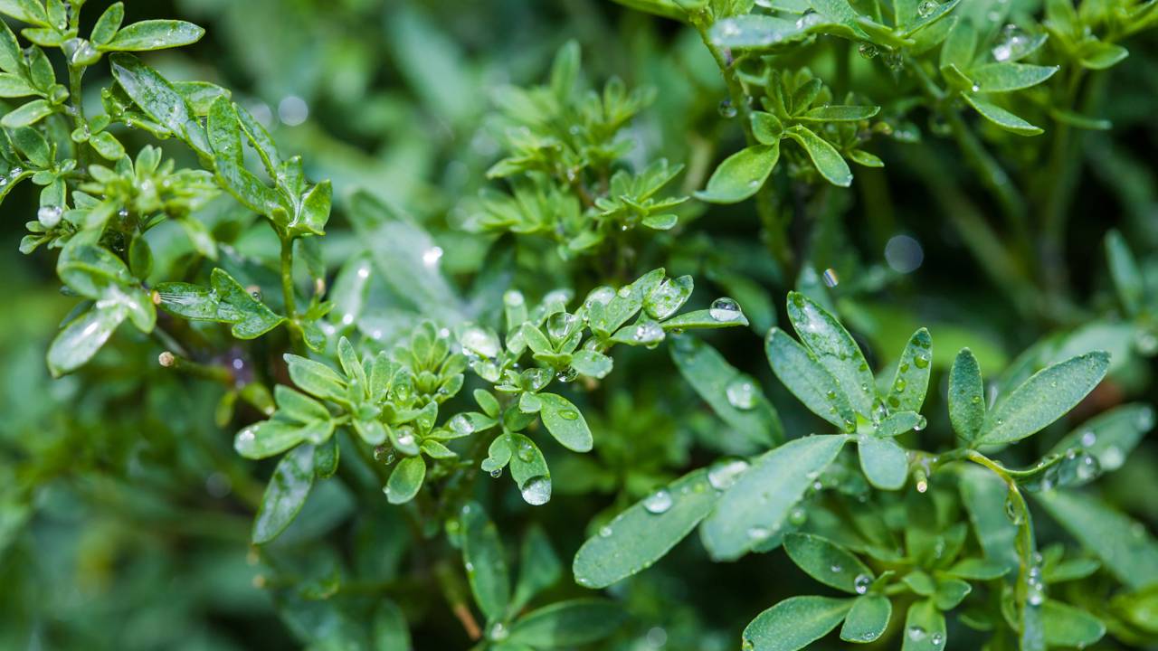 Essa planta que afasta escorpião pode ajudar a proteger seu quintal e deixar o ambiente mais seguro