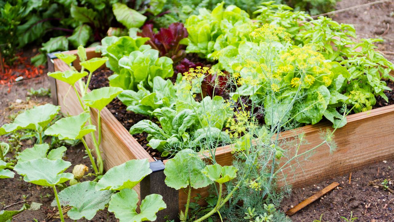 Mini horta de temperos em vasos transforma pequenos espaços em jardins aromáticos