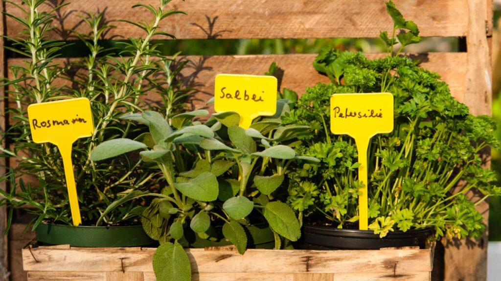 Mini horta de temperos em vasos transforma pequenos espaços em jardins aromáticos