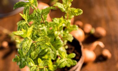 Você pode plantar essa erva em quase qualquer lugar e ela ajuda a afastar formigas do jardim e ainda pode ser usada na cozinha