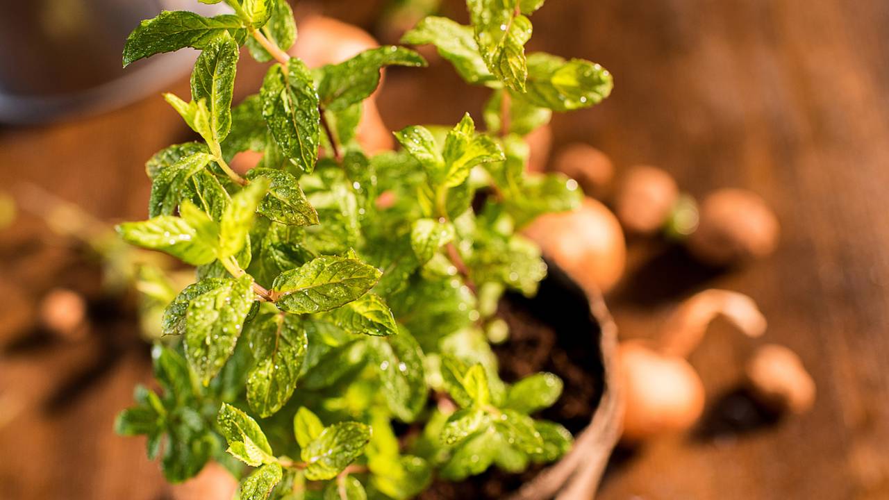 Você pode plantar essa erva em quase qualquer lugar e ela ajuda a afastar formigas do jardim e ainda pode ser usada na cozinha