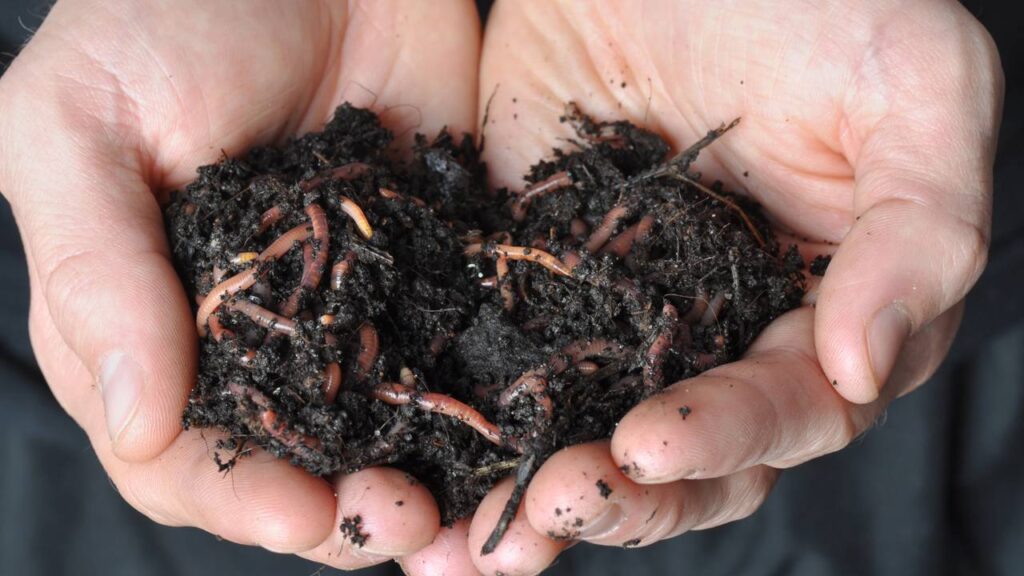 Quer fazer sua planta crescer mais rápido no vaso? Isso simples pode ajudar no desenvolvimento e na cor das folhas