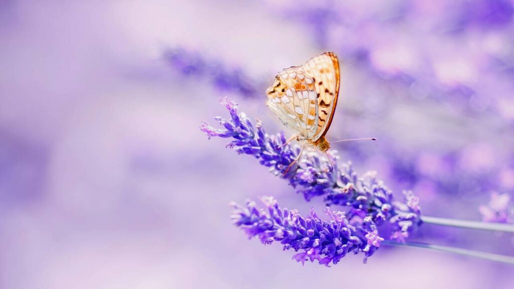 Essa planta que atrai borboletas no jardim também pode ajudar a manter pragas afastadas