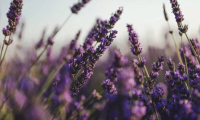 A planta que afasta lesmas e caramujos do jardim e ainda ajuda a espantar mosquitos no verão