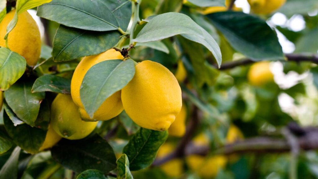 Como plantar limão siciliano pela semente e cultivar essa fruta em casa