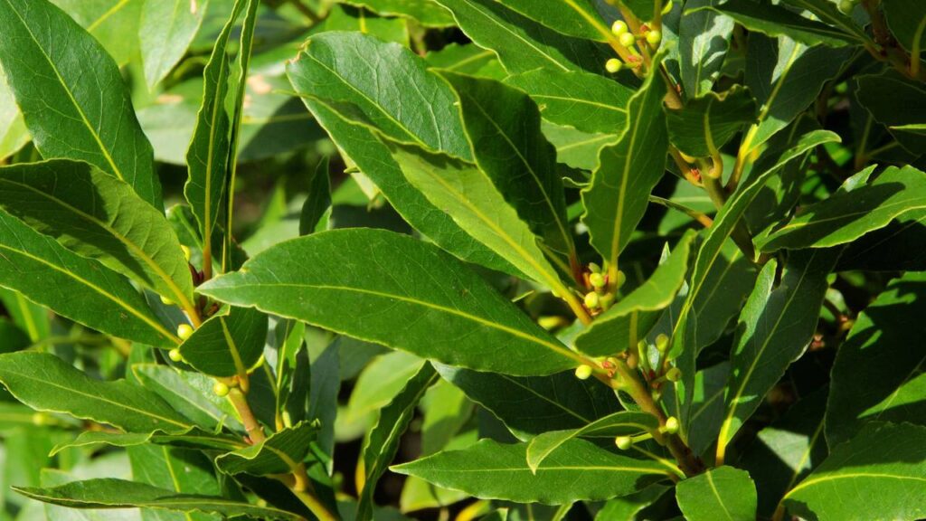 Algumas pessoas estão cultivando essa planta que afasta baratas na cozinha para evitar visitas indesejadas