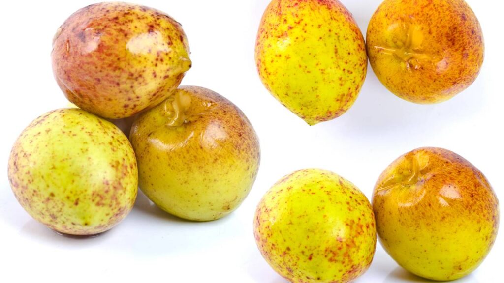 Como plantar mangaba no quintal mesmo sem experiência e fazer a árvore produzir mais rápido